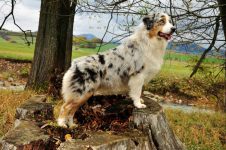 Ch.PL,Ch.SR Thornapple Cowgirl Shine „Tori“