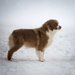 Vraiment Red Dingue Aux Mille Eclats D’Aphrodite “Gucci” Vraiment Red Dingue Aux Mille Eclats D’Aphrodite “Gucci”