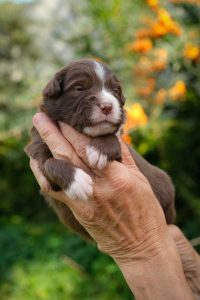 Ebony Knight Minis Labakan Slovakia, dark red bicolor, nbt, male Ebony Knight Minis Labakan Slovakia, dark red bicolor, nbt, male