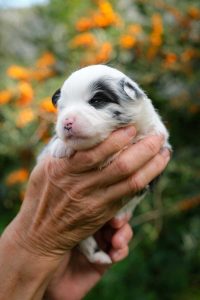 Epi Minis Labakan Slovakia, blue merle bicolor, nbt, female Epi Minis Labakan Slovakia, blue merle bicolor, nbt, female