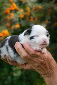 Epi Minis Labakan Slovakia, blue merle bicolor, nbt, female Epi Minis Labakan Slovakia, blue merle bicolor, nbt, female