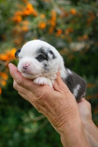 Epi Minis Labakan Slovakia, blue merle bicolor, nbt, female Epi Minis Labakan Slovakia, blue merle bicolor, nbt, female
