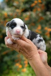 Eimee Minis Labakan Slovakia, blue merle, bicolor female, long tail Eimee Minis Labakan Slovakia, blue merle, bicolor female, long tail