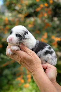 Eimee Minis Labakan Slovakia, blue merle, bicolor female, long tail Eimee Minis Labakan Slovakia, blue merle, bicolor female, long tail