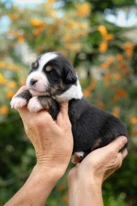 Ellora Minis Labakan Slovakia, black tri nbt, female Ellora Minis Labakan Slovakia, black tri nbt, female