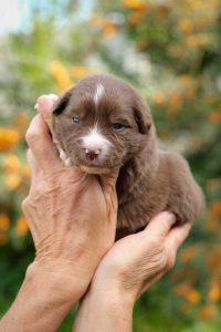 Endy Minis Labakan Slovakia, red bicolor, nbt, male Endy Minis Labakan Slovakia, red bicolor, nbt, male