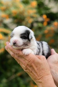 Enrico Minis Labakan Slovakia, blue merle, bicolor, nbt, male Enrico Minis Labakan Slovakia, blue merle, bicolor, nbt, male