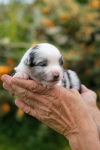 Enrico Minis Labakan Slovakia, blue merle, bicolor, nbt, male Enrico Minis Labakan Slovakia, blue merle, bicolor, nbt, male