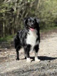 CH Zorro Labakan Slovakia