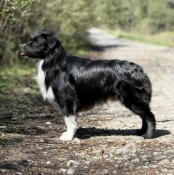 CH Zorro Labakan Slovakia