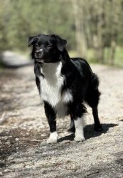 CH Zorro Labakan Slovakia