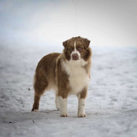 Vraiment Red Dingue Aux Mille Eclats D’Aphrodite “Gucci”