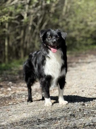 CH Zorro Labakan Slovakia